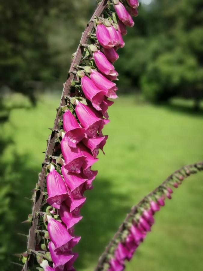 Wellstone Cottages - Jasmine Llanfyrnach Dış mekan fotoğraf